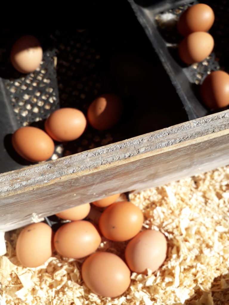 Price Dozen Organic Free Range Eggs